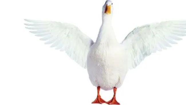Keeping Promises Helps Aflac Build Lasting Customer Trust
