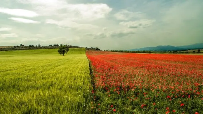 A landscape