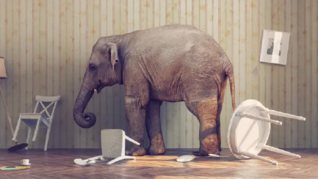 An elephant in the room
