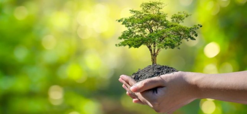 Planting a tree